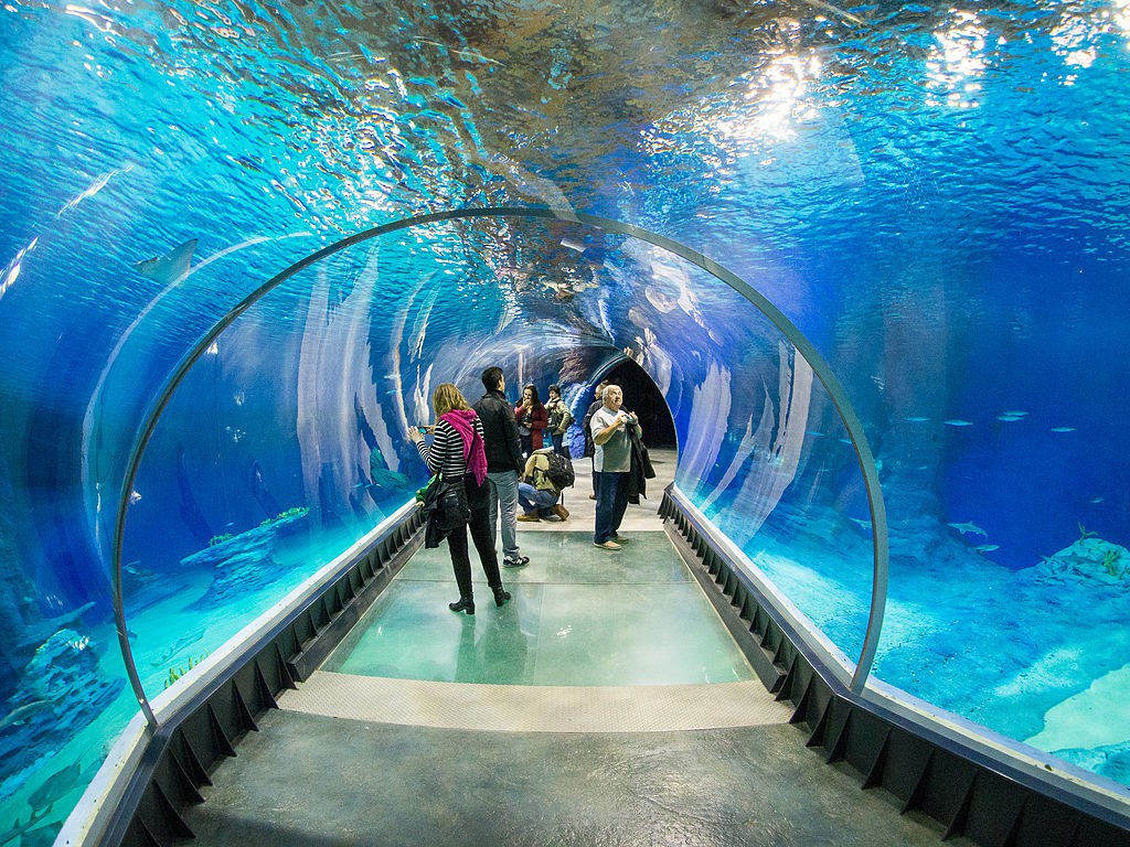 Podwodny tunel w Afrykarium - Autor: Lower Silesia Źródło: commons.wikimedia.org