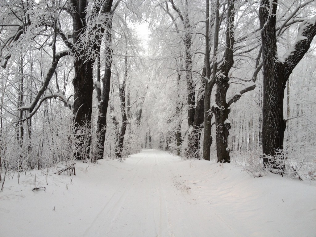 Zima w Parku Książańskim - Fotografie wykonane iPhonem 4s