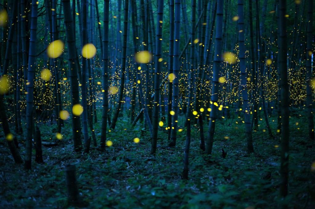 Świetliki gatunku Luciola w bambusowym lesie w Japonii - Foto: ® Kei Nomiyama, Japan, Shortlist, Open Low Light, 2016 Sony World Photography Awards