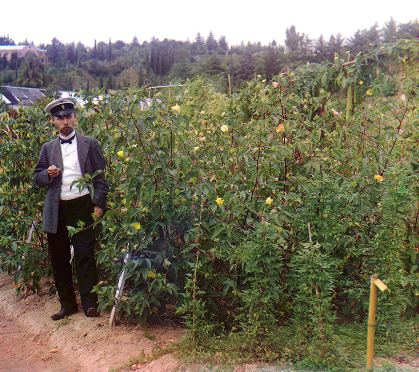 Rosjanin stojący obok krzewów bawełny.