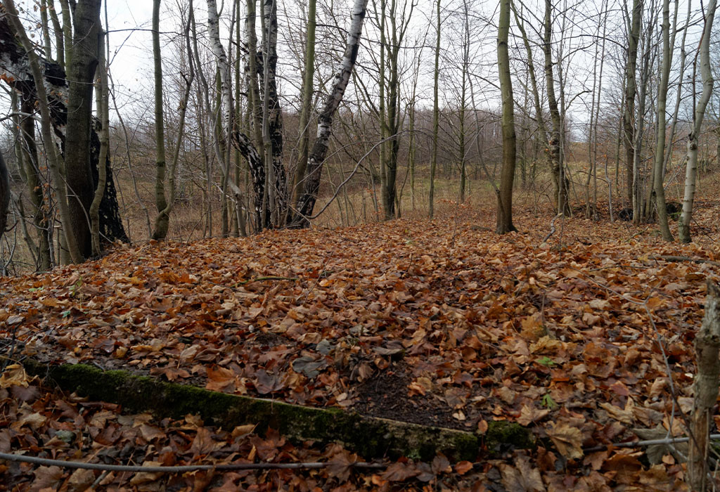 Pozostałości obozu nad głuszyckimi stawami Pozostałości obozu nad głuszyckimi stawami